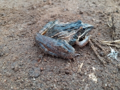 Ptychadena oxyrhynchus
