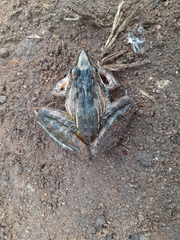Ptychadena oxyrhynchus