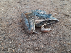 Ptychadena oxyrhynchus