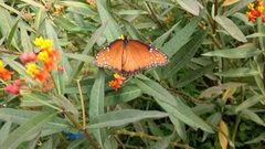 Danaus gilippus