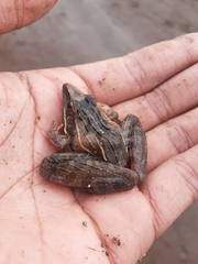 Ptychadena oxyrhynchus