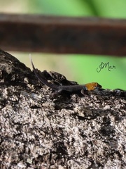 Gonatodes albogularis fuscus