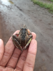 Ptychadena oxyrhynchus