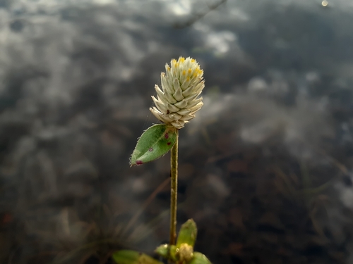 Gomphrena celosioides iNat (2)
