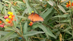 Danaus gilippus