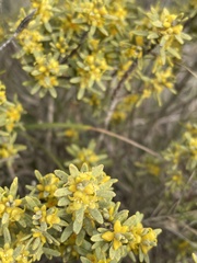 Thymelaea tinctoria
