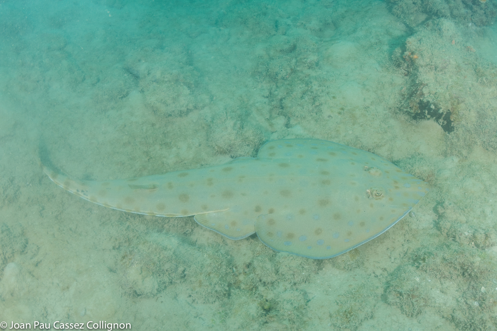 Malagasy Blue-Spotted Guitarfish
