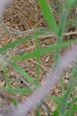 Trachylepis acutilabris