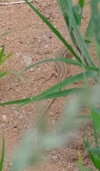 Trachylepis acutilabris