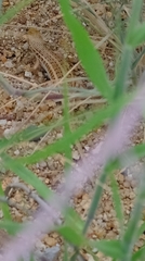 Trachylepis acutilabris