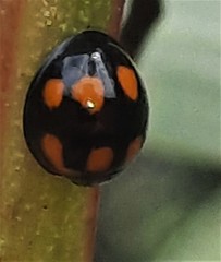 Orcus nummularis