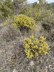 Thymelaea tinctoria