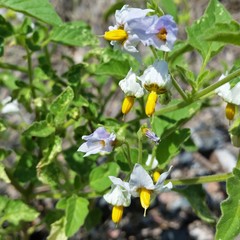 Solanum tweedianum
