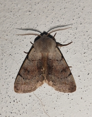 Perigrapha rorida
