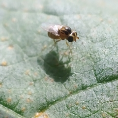 Thaumatomyia notata