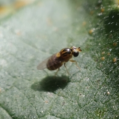 Thaumatomyia notata