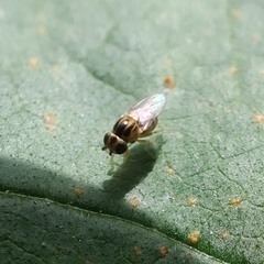Thaumatomyia notata