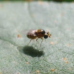 Thaumatomyia notata