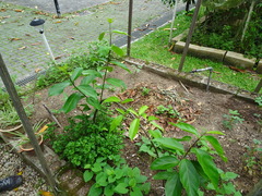 Cyclea barbata