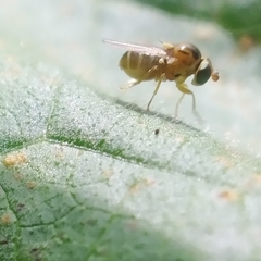 Thaumatomyia notata
