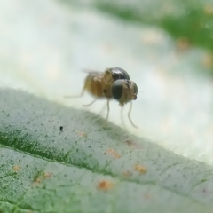 Thaumatomyia notata