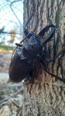 Anthracocentrus capensis