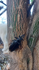 Anthracocentrus capensis