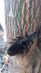 Anthracocentrus capensis