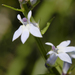Pale-spiked Lobelia - Photo (c) Frank Mayfield, some rights reserved (CC BY-SA)