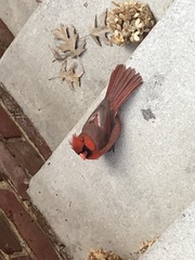 Cardinalis cardinalis