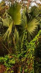 Sabal mauritiiformis