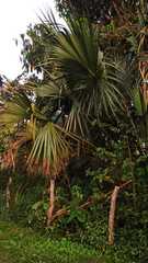 Sabal mauritiiformis