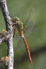Anax longipes