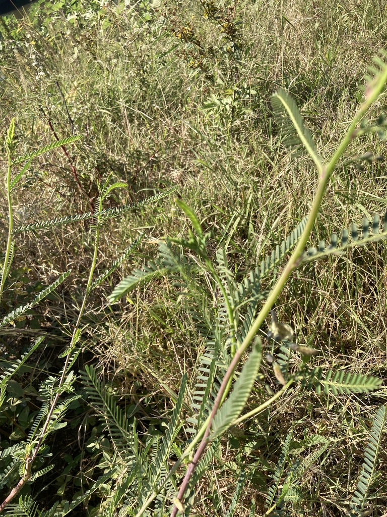 Sesbania transvaalensis J.B.Gillett 2