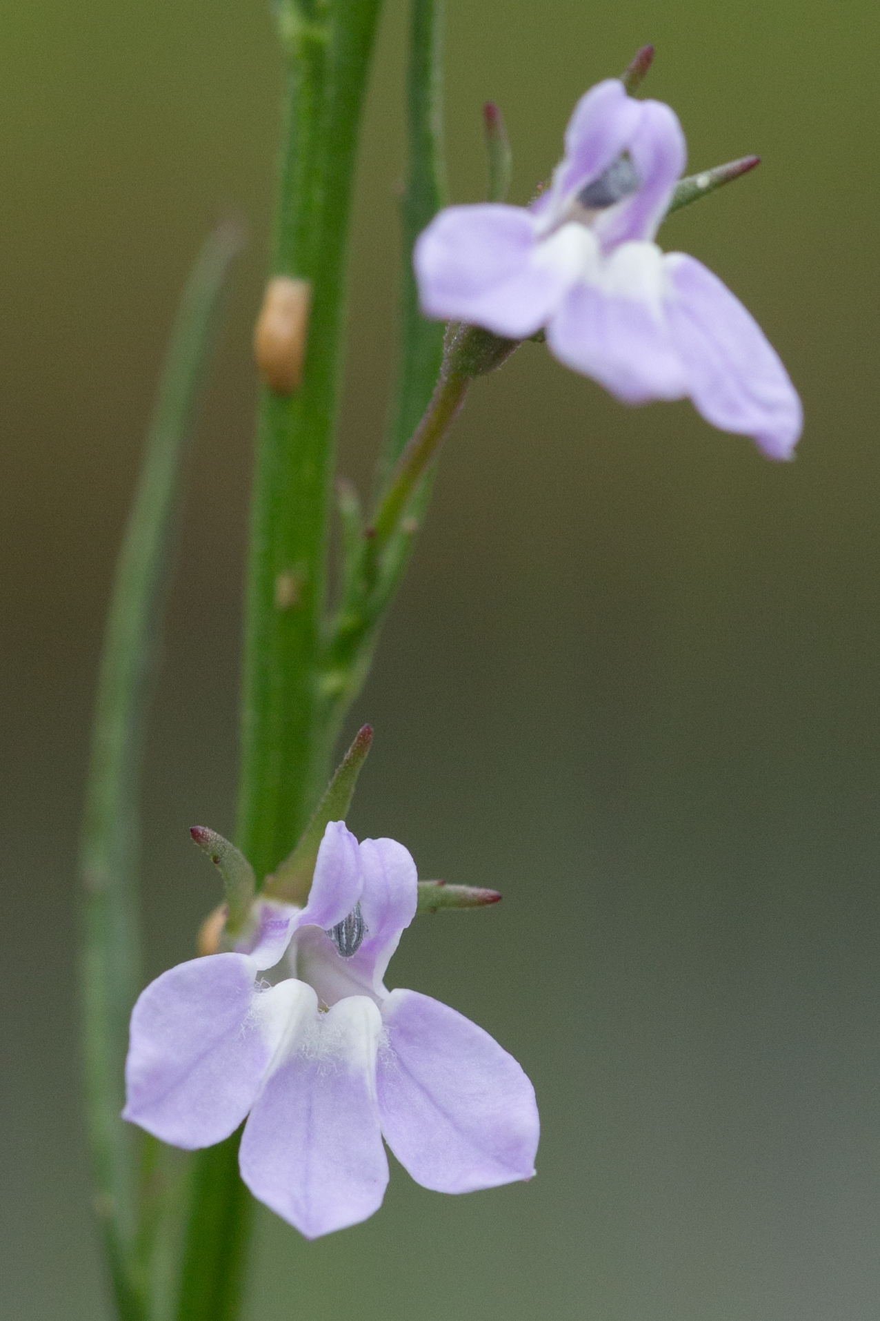 Lobelia canbyi