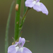 Canby's Lobelia - Photo (c) dogtooth77, some rights reserved (CC BY-NC-SA)
