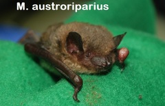 Nycticeius humeralis