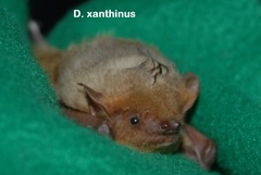 Lasiurus xanthinus