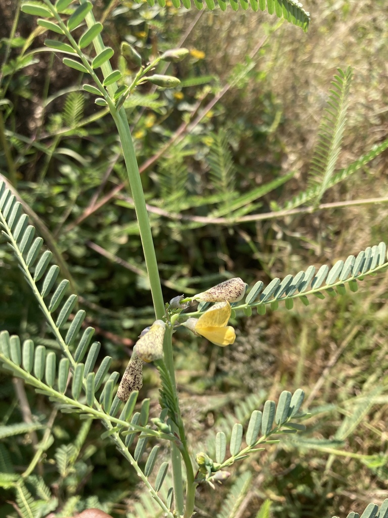 Sesbania transvaalensis J.B.Gillett 3