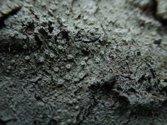 Pertusaria subambigens