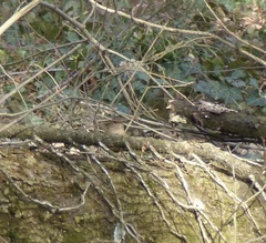 Troglodytes troglodytes