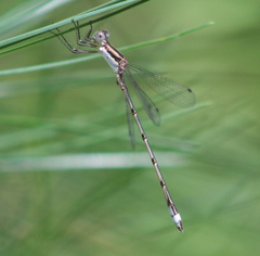 Lestes australis