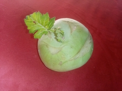 Brassica oleracea gongylodes