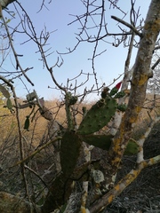 Opuntia karwinskiana