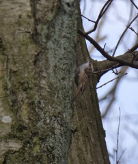 Certhia brachydactyla