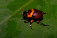 Canthon luteicollis