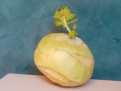 Brassica oleracea gongylodes
