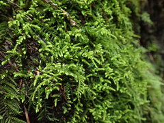 Claopodium bolanderi