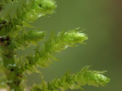 Claopodium bolanderi