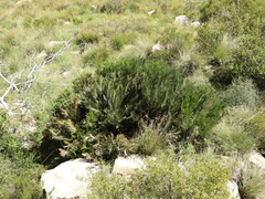 Encephalartos cycadifolius